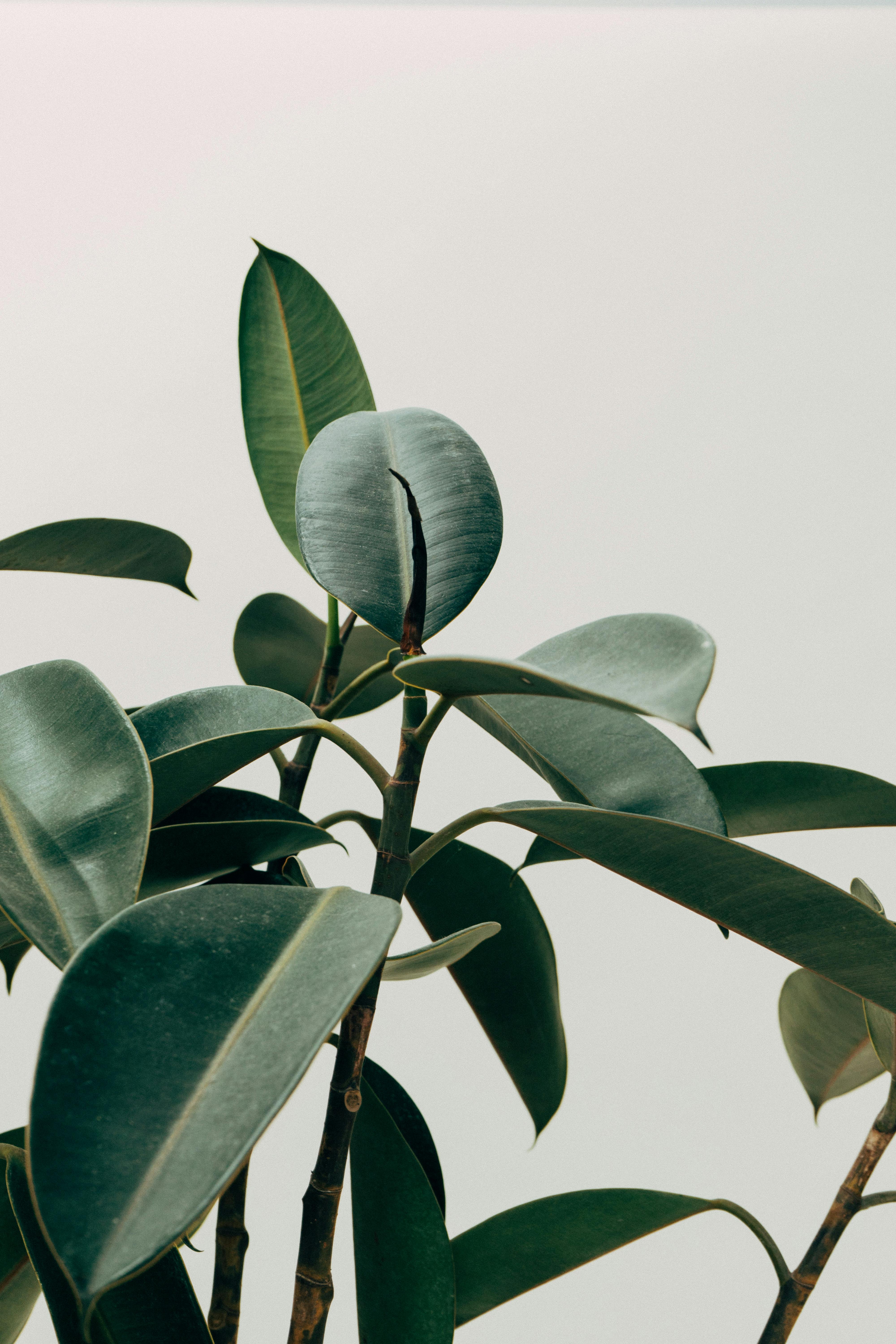  Rubber Plant