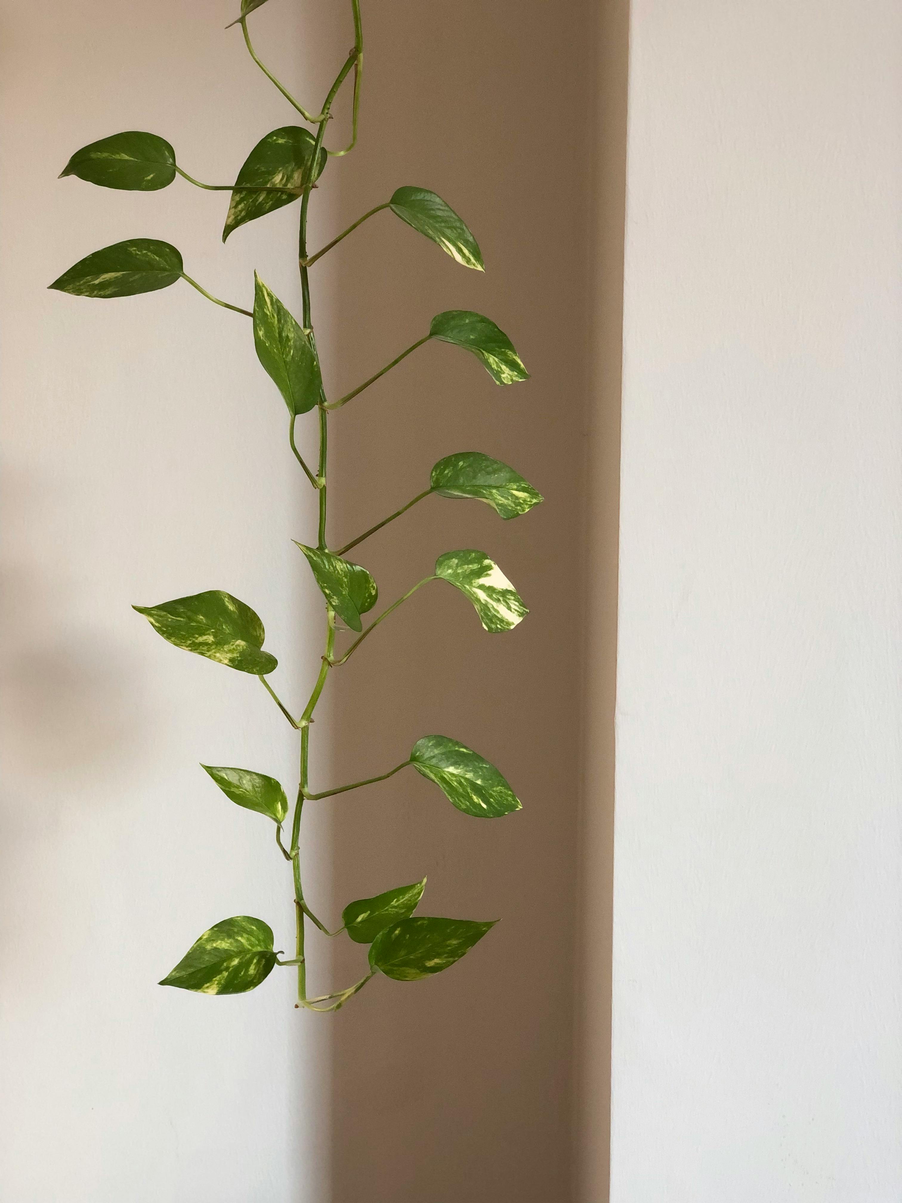 Money plant