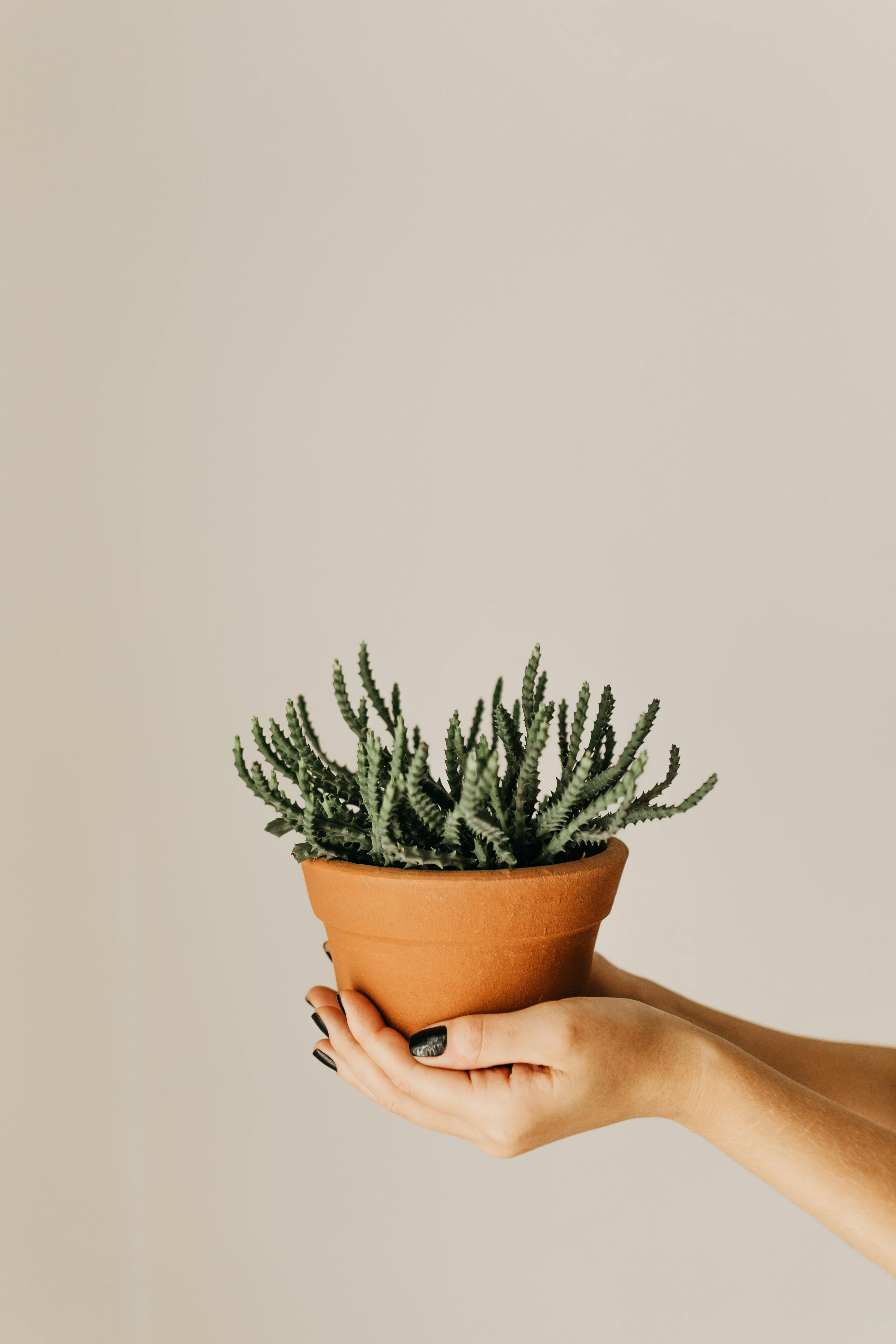 Euphorbia 