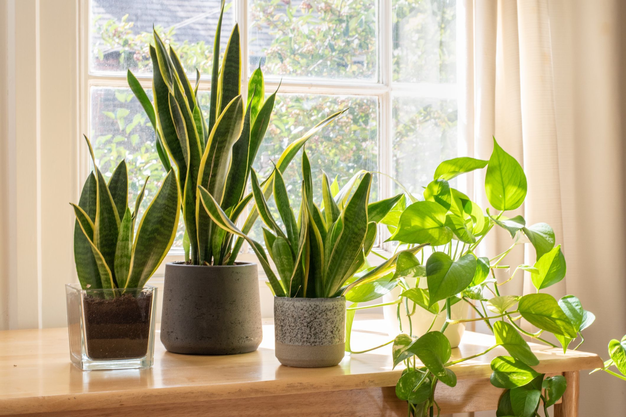 Plant Types